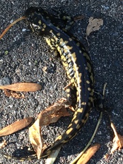 Ambystoma tigrinum
