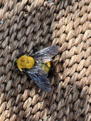Bombus morrisoni