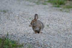 Lepus americanus