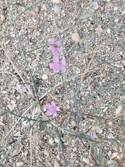 Stephanomeria exigua