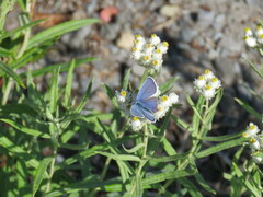Plebejus anna