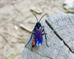 Elaphroptera