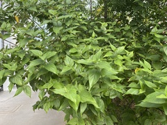 Nyctanthes arbor-tristis