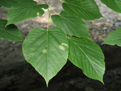 Phyllonorycter lucetiella