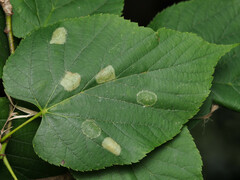 Phyllonorycter lucetiella