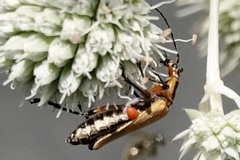 Chauliognathus marginatus