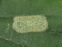 Phyllonorycter lucetiella