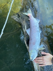 Oncorhynchus nerka