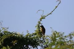 Saltator grandis