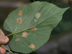 Phyllonorycter lucetiella