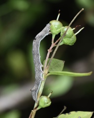 Poaphilini