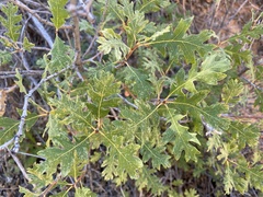 Quercus gambelii
