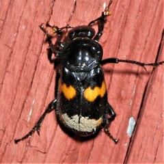 Nicrophorus orbicollis
