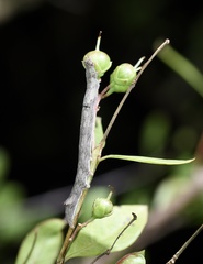 Poaphilini