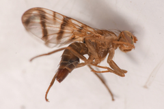 Tephritoidea