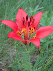 Lilium philadelphicum