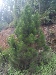 Pinus occidentalis