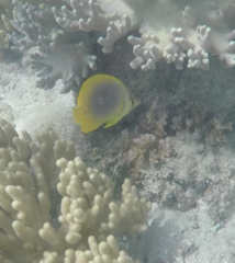 Chaetodon aureofasciatus