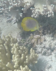 Chaetodon aureofasciatus