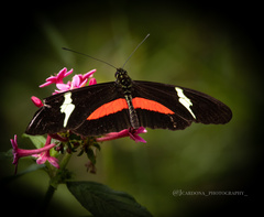 Heliconius