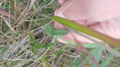 Lathyrus venosus