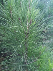 Pinus occidentalis