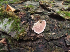 Trichaptum biforme