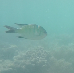 Abudefduf whitleyi