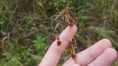 Juncus canadensis