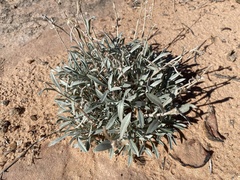 Oreocarya suffruticosa