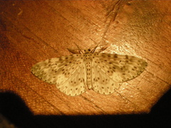 Percnia