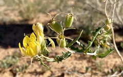Mentzelia laevicaulis