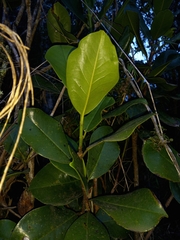 Magnolia pallescens
