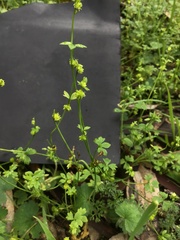 Ranunculus sessiliflorus sessiliflorus