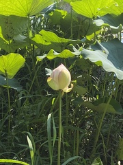 Nelumbo