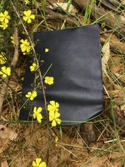 Hibbertia acicularis