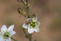 Oziroe biflora