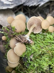 Simocybe centunculus
