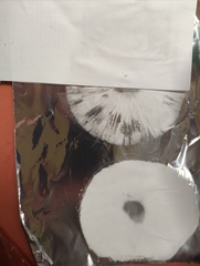 Chlorophyllum brunneum