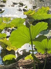 Nelumbo