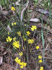 Hibbertia acicularis