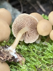 Simocybe centunculus