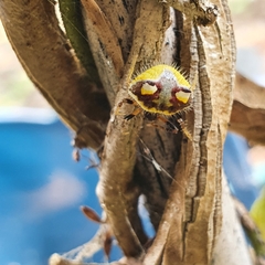 Poecilopachys australasia