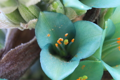 Puya alpestris