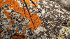 Xanthomendoza fallax