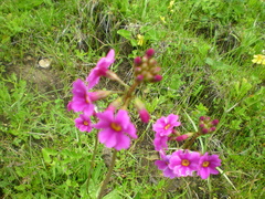 Oxalis latifolia