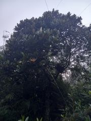 Magnolia pallescens