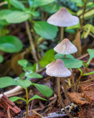 Mycena filopes