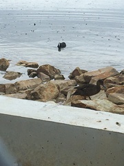 Fulica atra australis