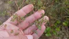 Euphorbia glyptosperma